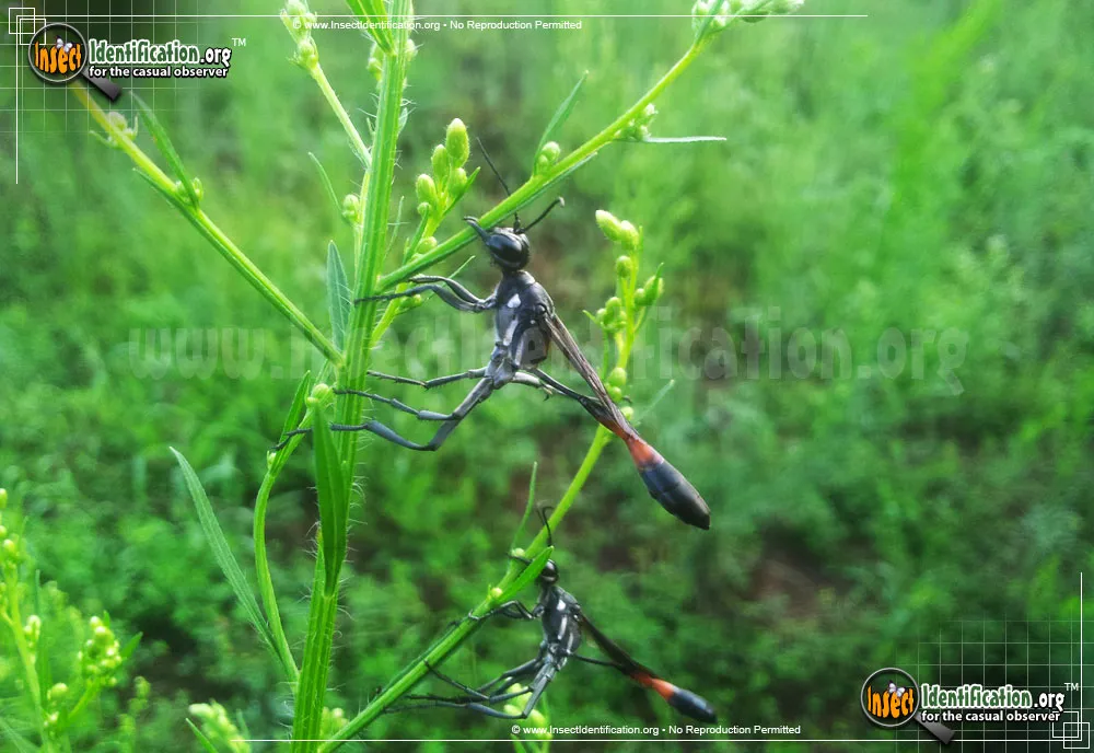 Thread-waisted Wasp - photo 8