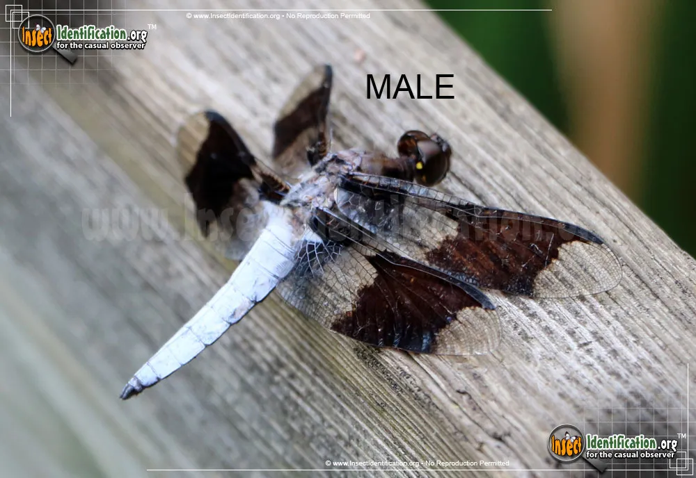Common Whitetail Skimmer