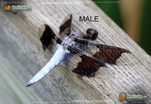 Common Whitetail Skimmer - photo 2