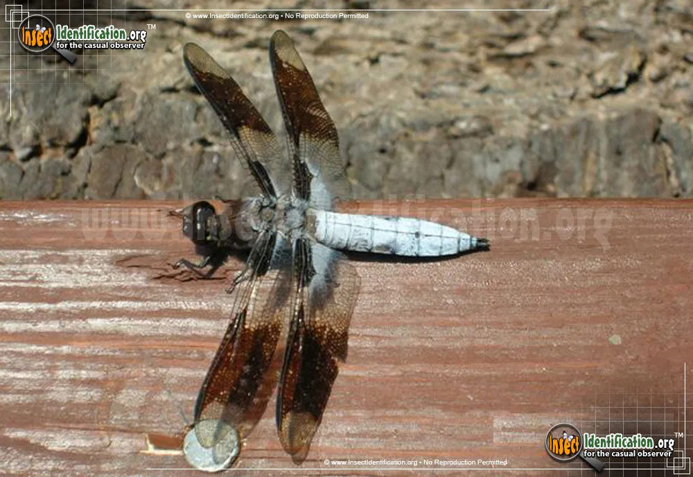 Common Whitetail Skimmer - photo 3