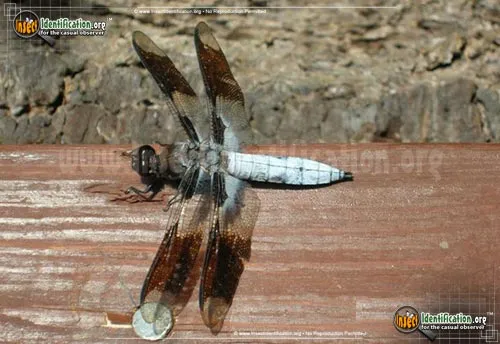Common Whitetail Skimmer - photo 4