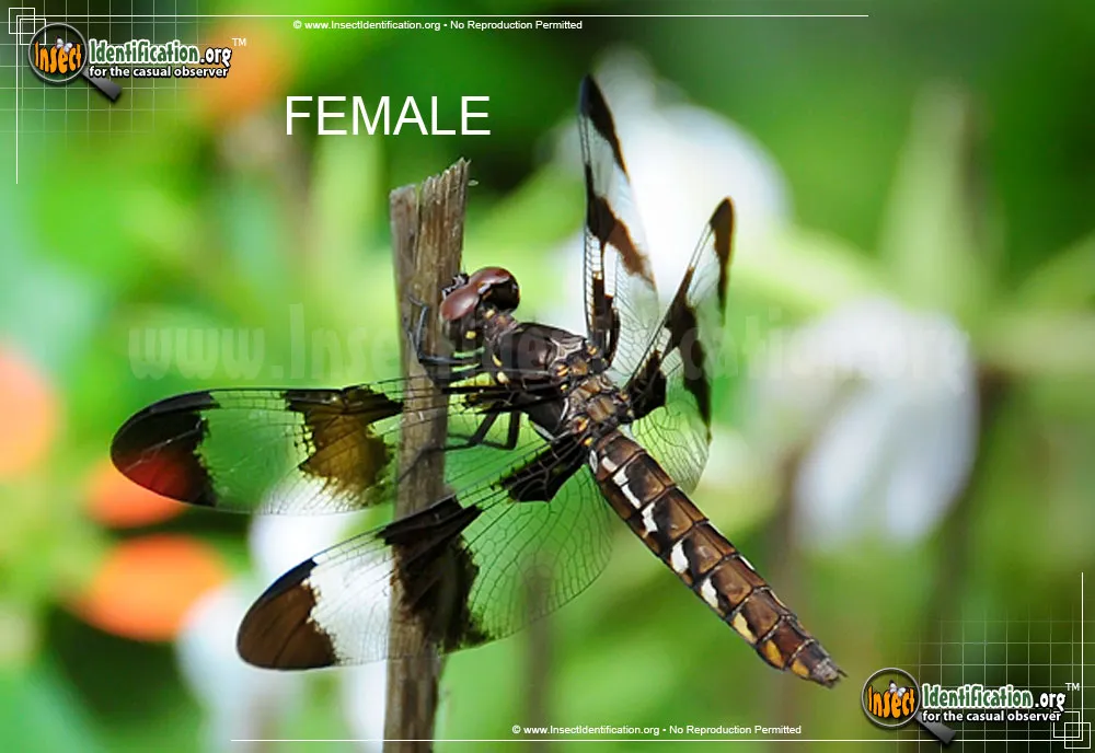 Common Whitetail Skimmer - photo 5