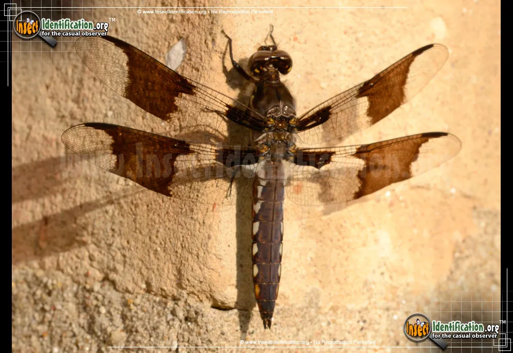 Common Whitetail Skimmer - photo 7