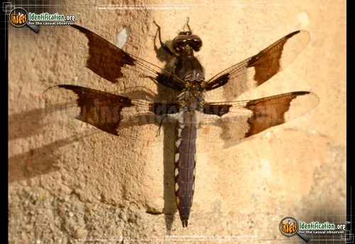 Common Whitetail Skimmer - photo 8