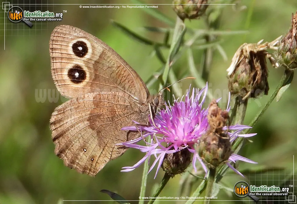 Common Wood-Nymph