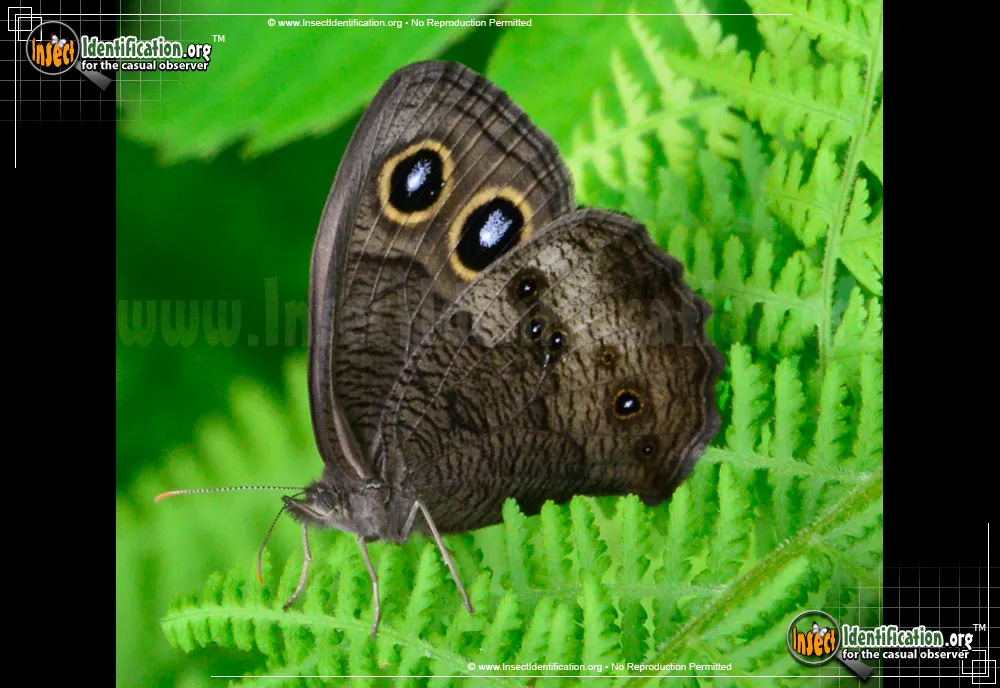 Common Wood-Nymph - photo 3