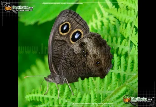 Common Wood-Nymph - photo 4
