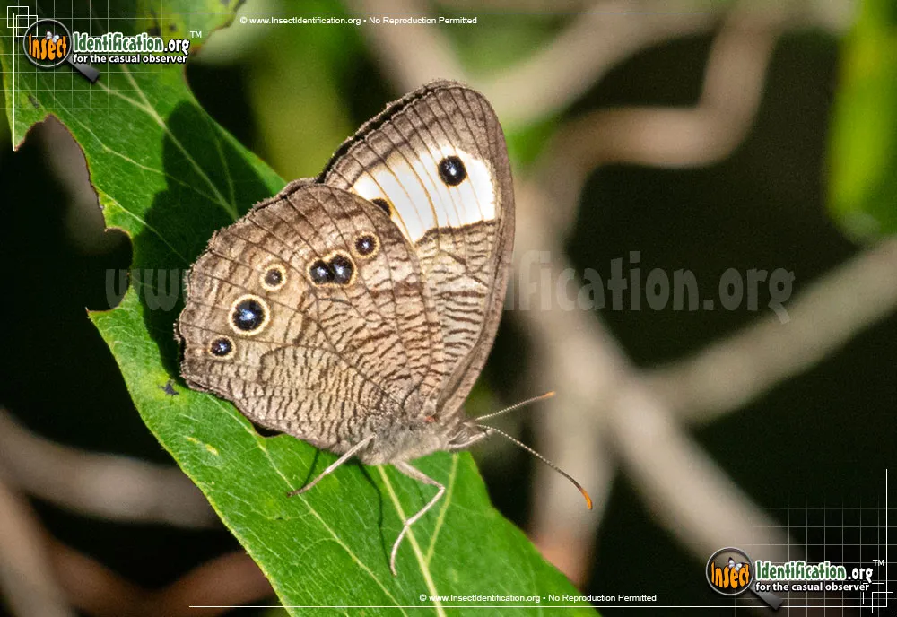 Common Wood-Nymph - photo 7
