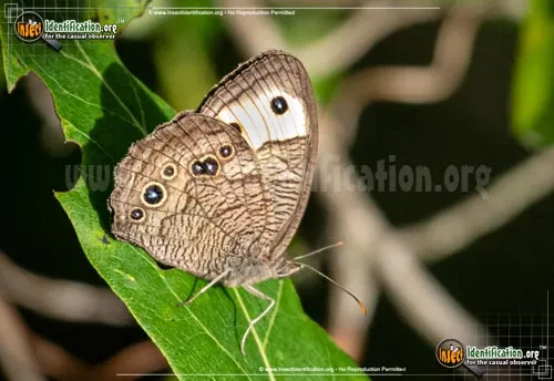 Common Wood-Nymph - photo 8
