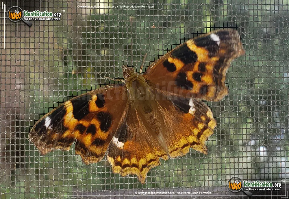 Compton Tortoiseshell Butterfly