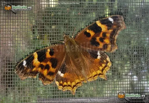 Compton Tortoiseshell Butterfly - photo 2