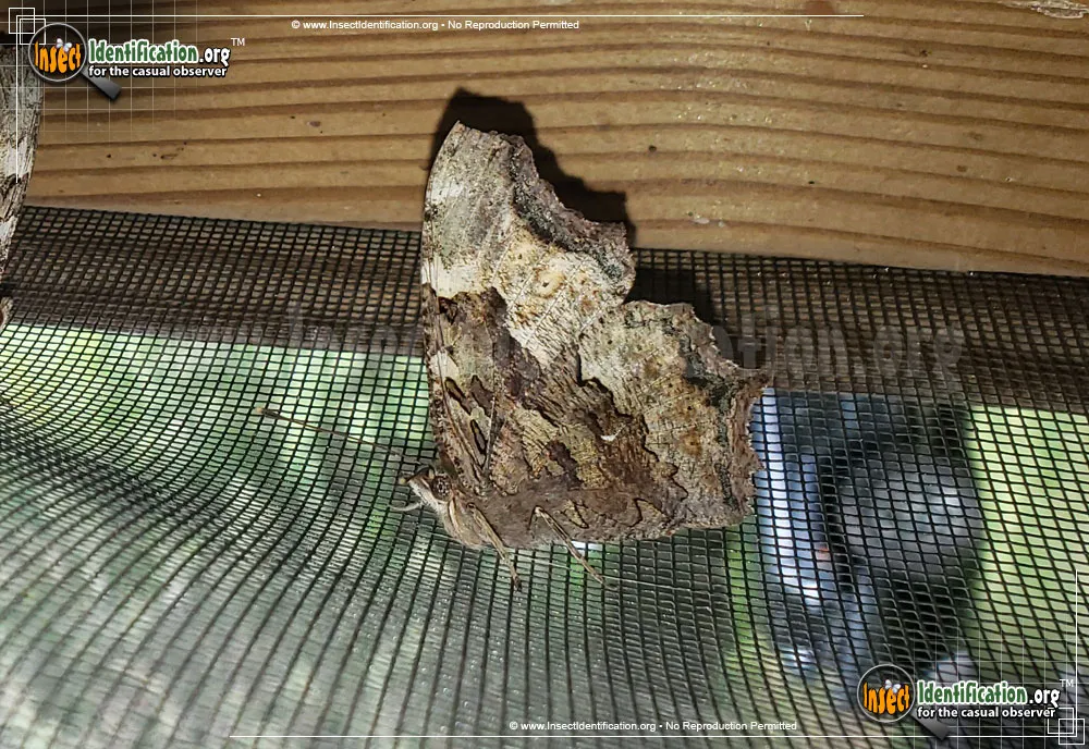 Compton Tortoiseshell Butterfly - photo 3