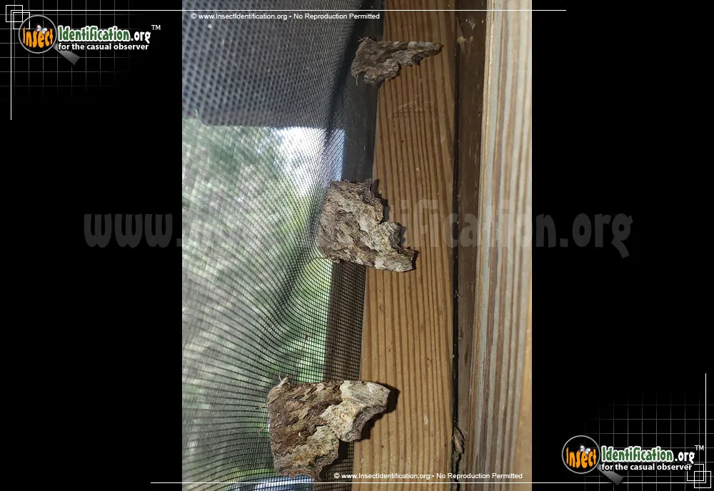 Compton Tortoiseshell Butterfly - photo 5