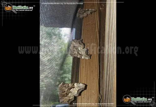 Compton Tortoiseshell Butterfly - photo 6