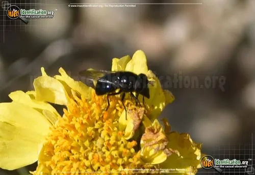 Comstock's Bromeliad Fly - photo 2