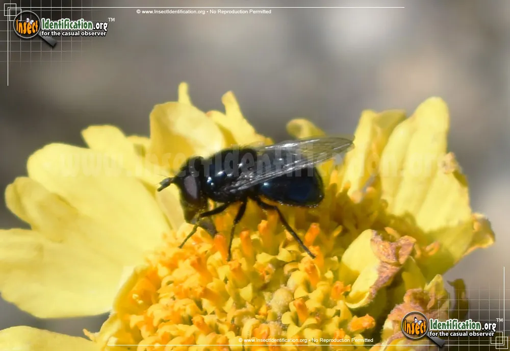 Comstock's Bromeliad Fly - photo 3