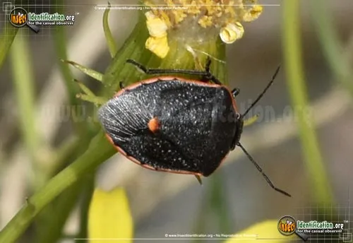 Conchuela Stink Bug - photo 2
