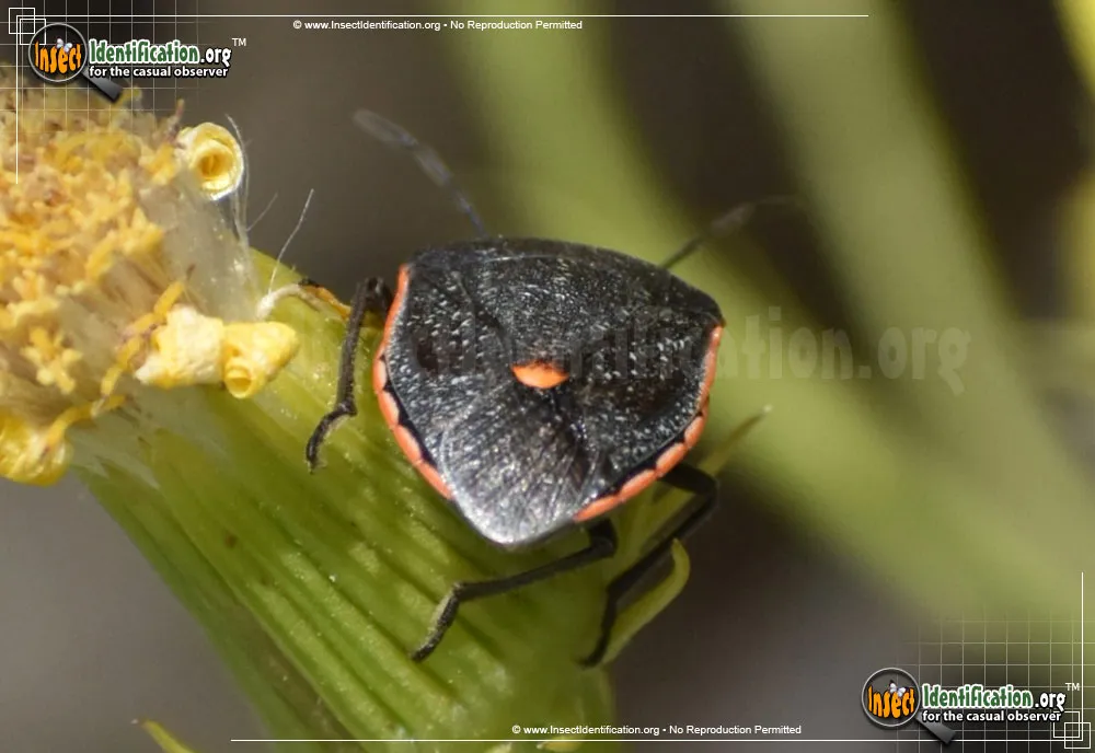 Conchuela Stink Bug - photo 3