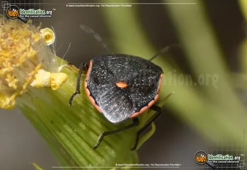 Conchuela Stink Bug - photo 4