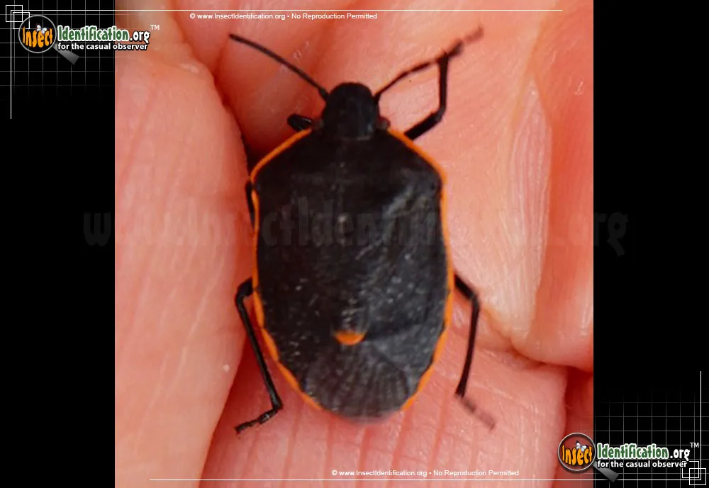 Conchuela Stink Bug - photo 5