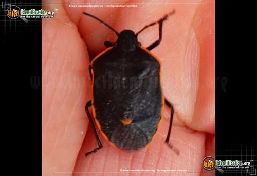 Conchuela Stink Bug - photo 6