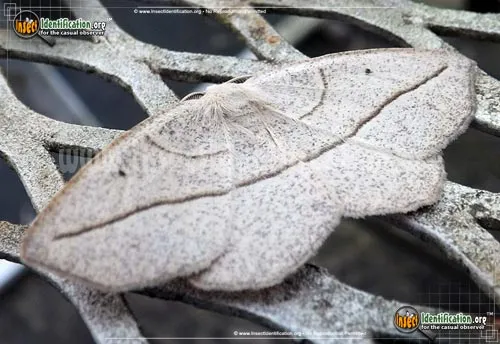 Confused Eusarca - photo 2