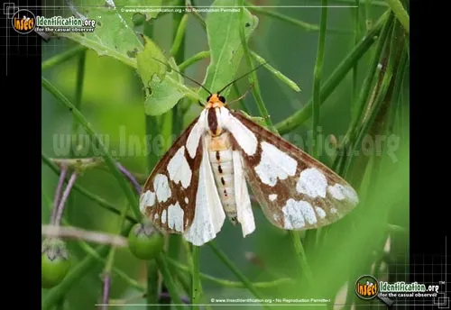 Confused Haploa Moth - photo 2