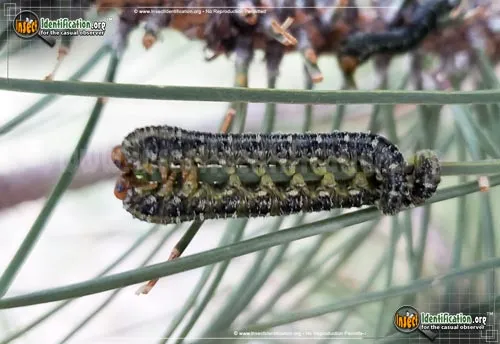 Conifer Sawfly - photo 2