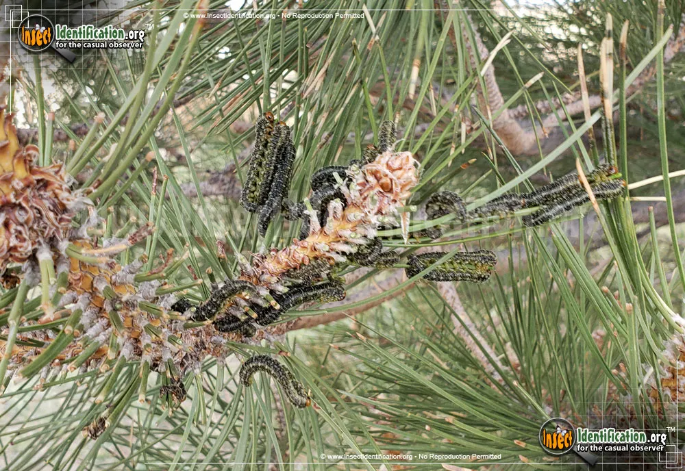 Conifer Sawfly - photo 3