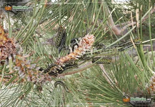 Conifer Sawfly - photo 4