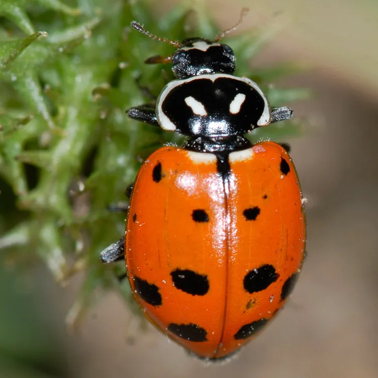 Convergent Lady Beetle - photo 2