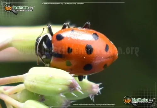 Convergent Lady Beetle - photo 4
