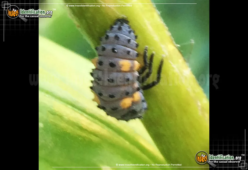 Convergent Lady Beetle - photo 6