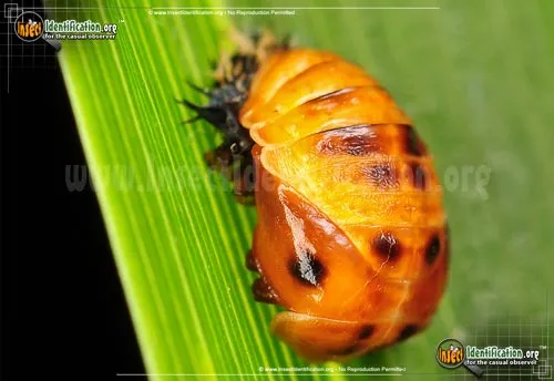 Convergent Lady Beetle - photo 7