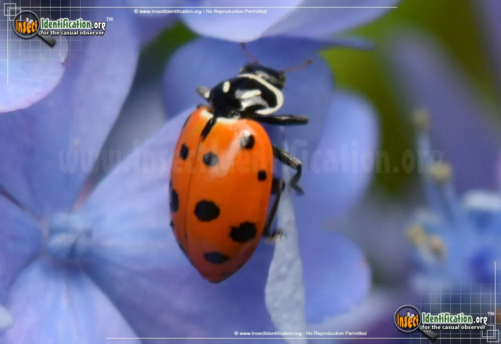 Convergent Lady Beetle - photo 8
