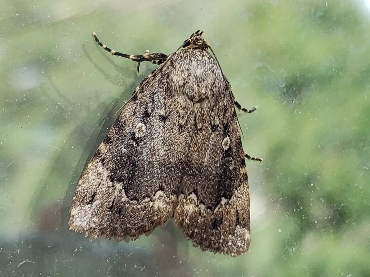 Copper Underwing - photo 3
