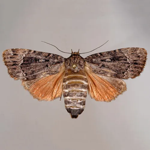 Copper Underwing - photo 5