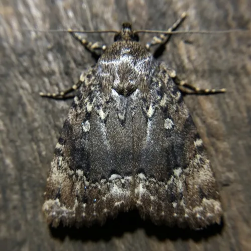 Copper Underwing - photo 6