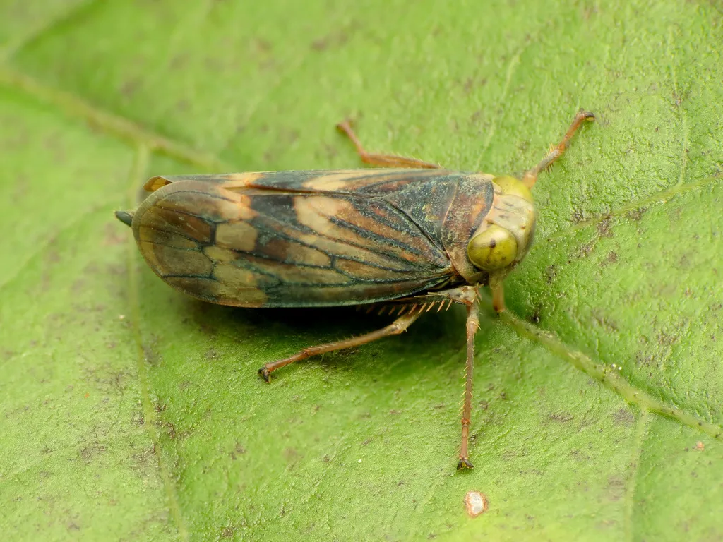Coppery Leafhopper - photo 2