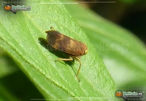 Coppery Leafhopper - photo 4