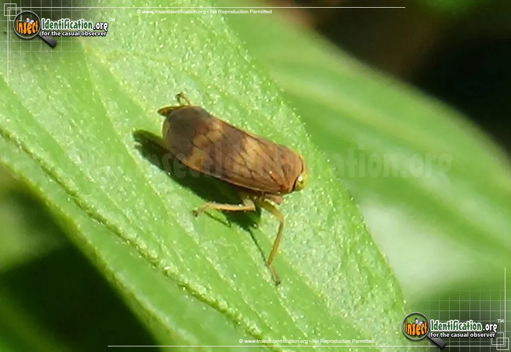 Coppery Leafhopper - photo 5