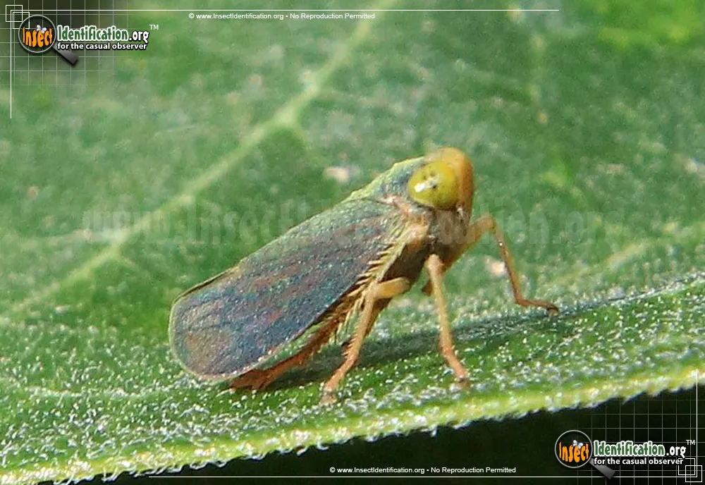 Coppery Leafhopper - photo 6