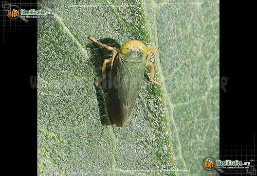 Coppery Leafhopper - photo 7