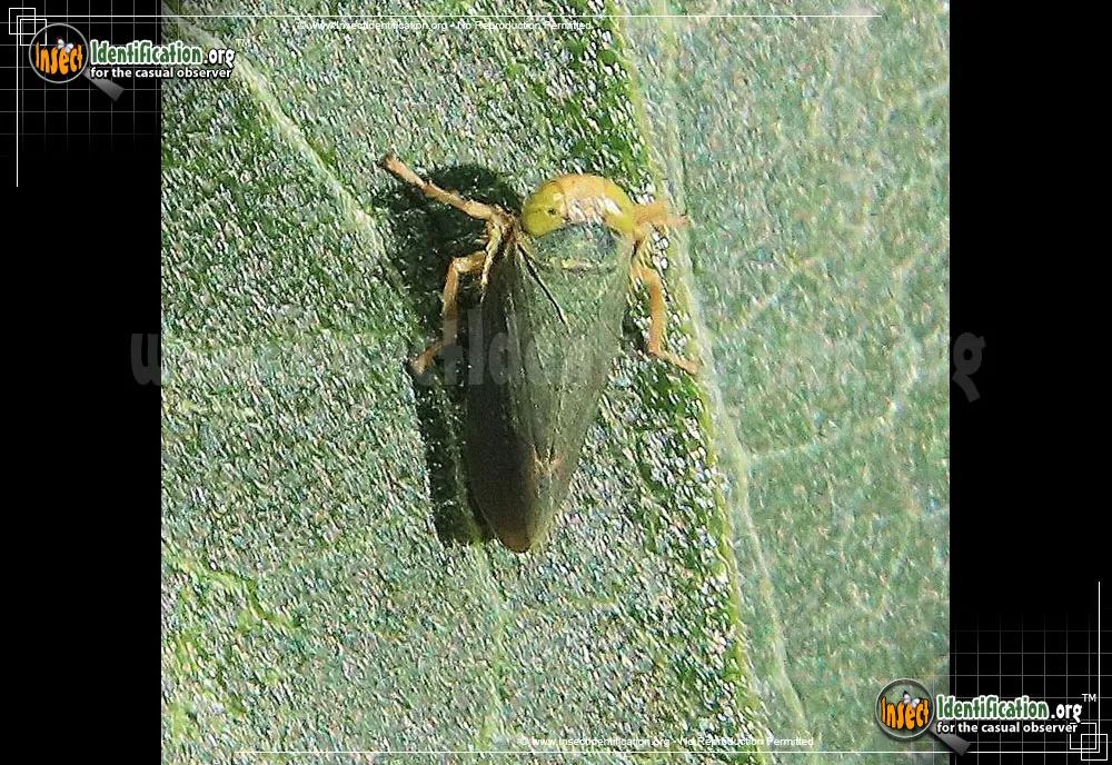 Coppery Leafhopper - photo 8