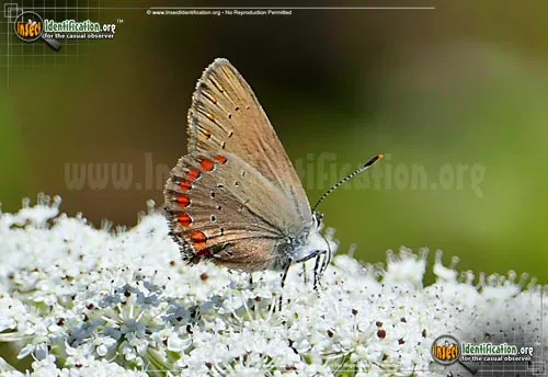 Coral Hairstreak Butterfly - photo 2