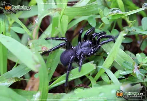 Cork-lid Trapdoor Spider - photo 2