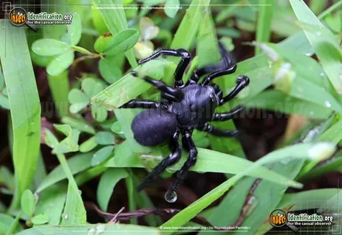 Cork-lid Trapdoor Spider - photo 4