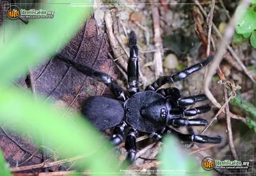 Cork-lid Trapdoor Spider - photo 6
