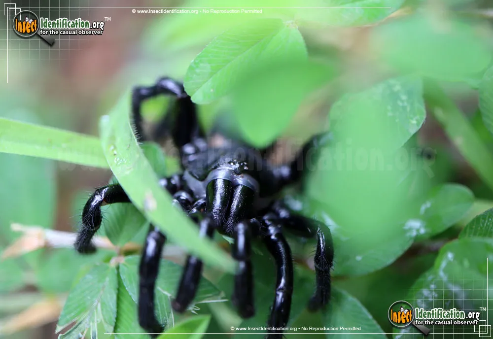Cork-lid Trapdoor Spider - photo 7