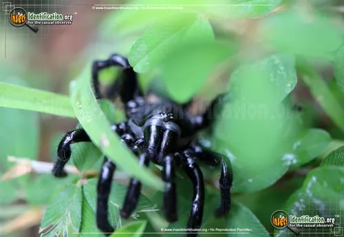 Cork-lid Trapdoor Spider - photo 8